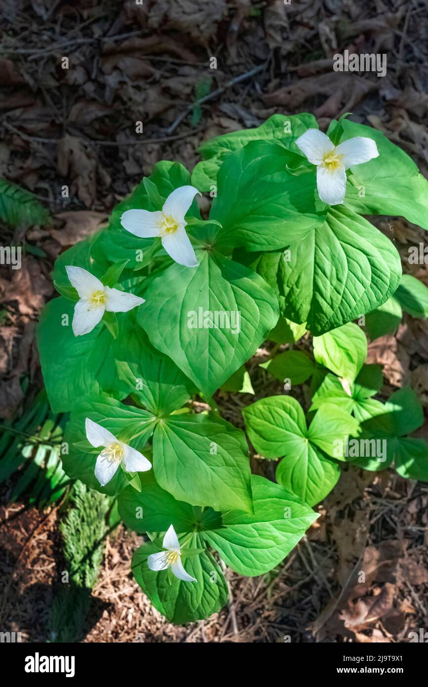 Issaquah, État de Washington, États-Unis. Fleurs sauvages de Trillium de l'Ouest Banque D'Images