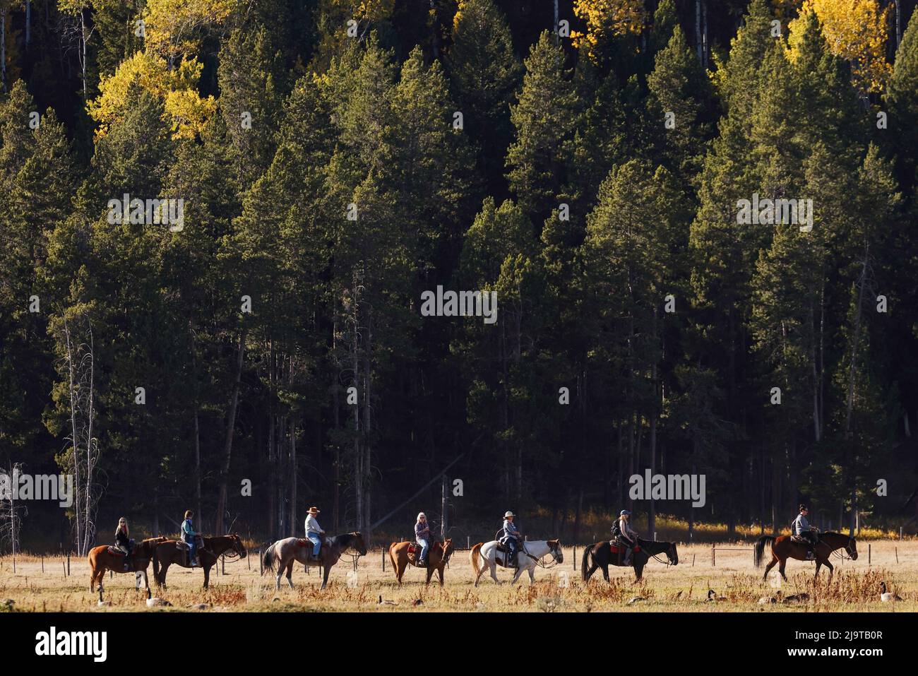 Équitation juste à l'extérieur, parc national de Grand Teton, Wyoming (usage éditorial uniquement) Banque D'Images
