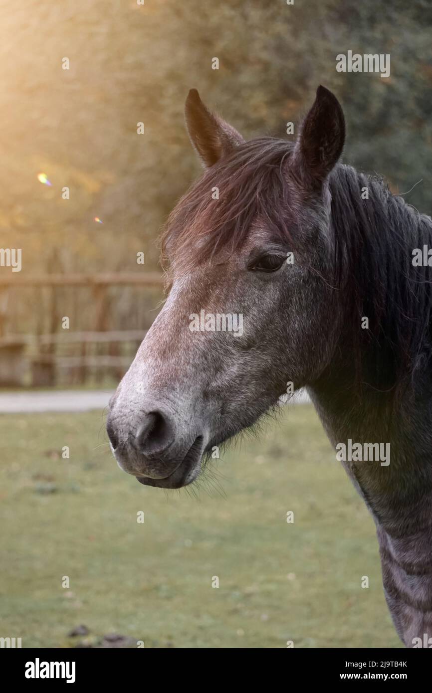 portrait de cheval brun, thèmes animaux Banque D'Images