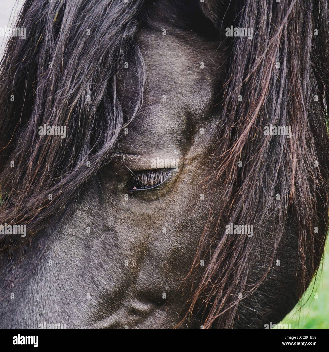 portrait de cheval brun, thèmes animaux Banque D'Images
