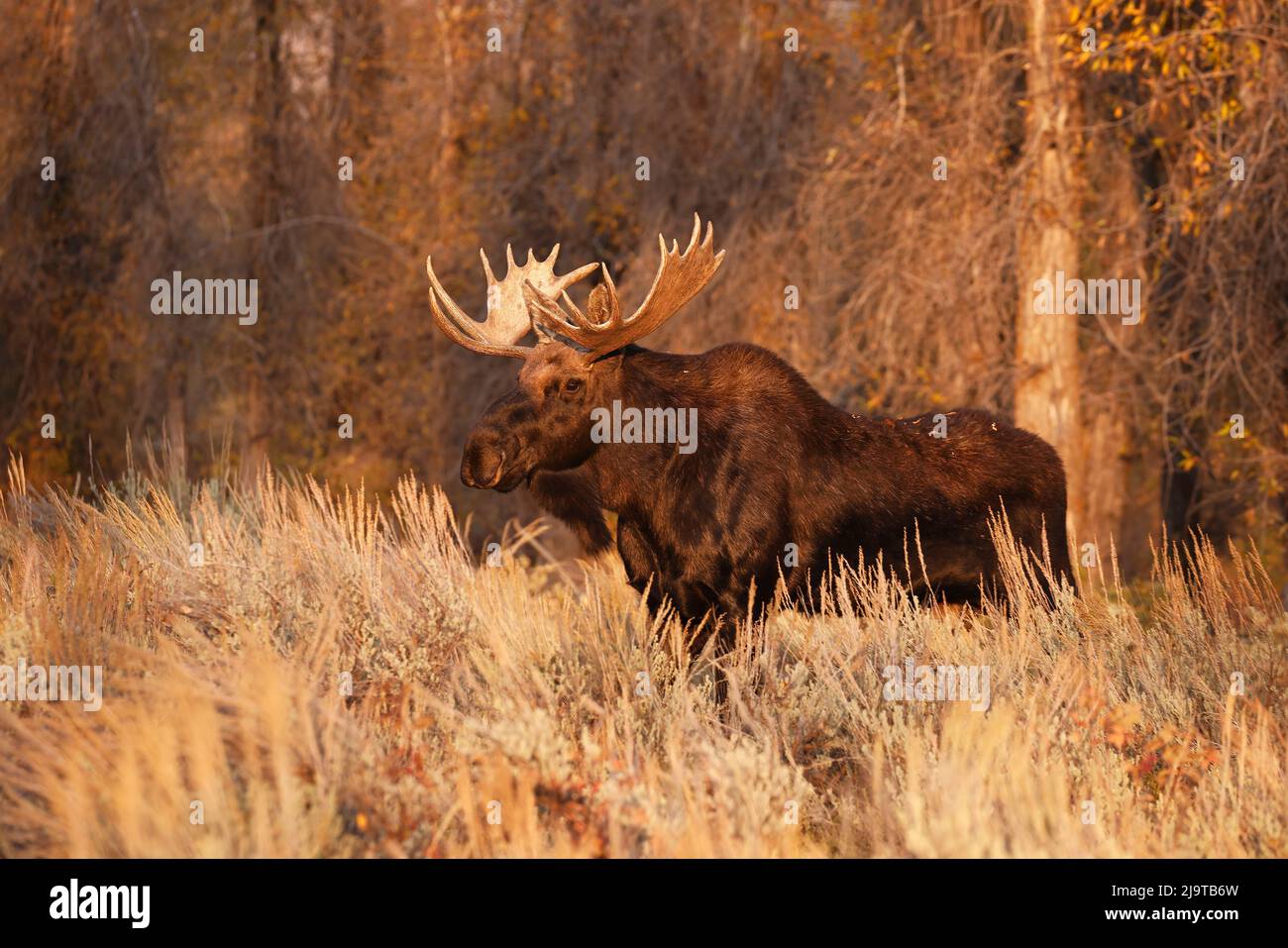 Bull orignal en automne, parc national de Grand Teton, Wyoming Banque D'Images