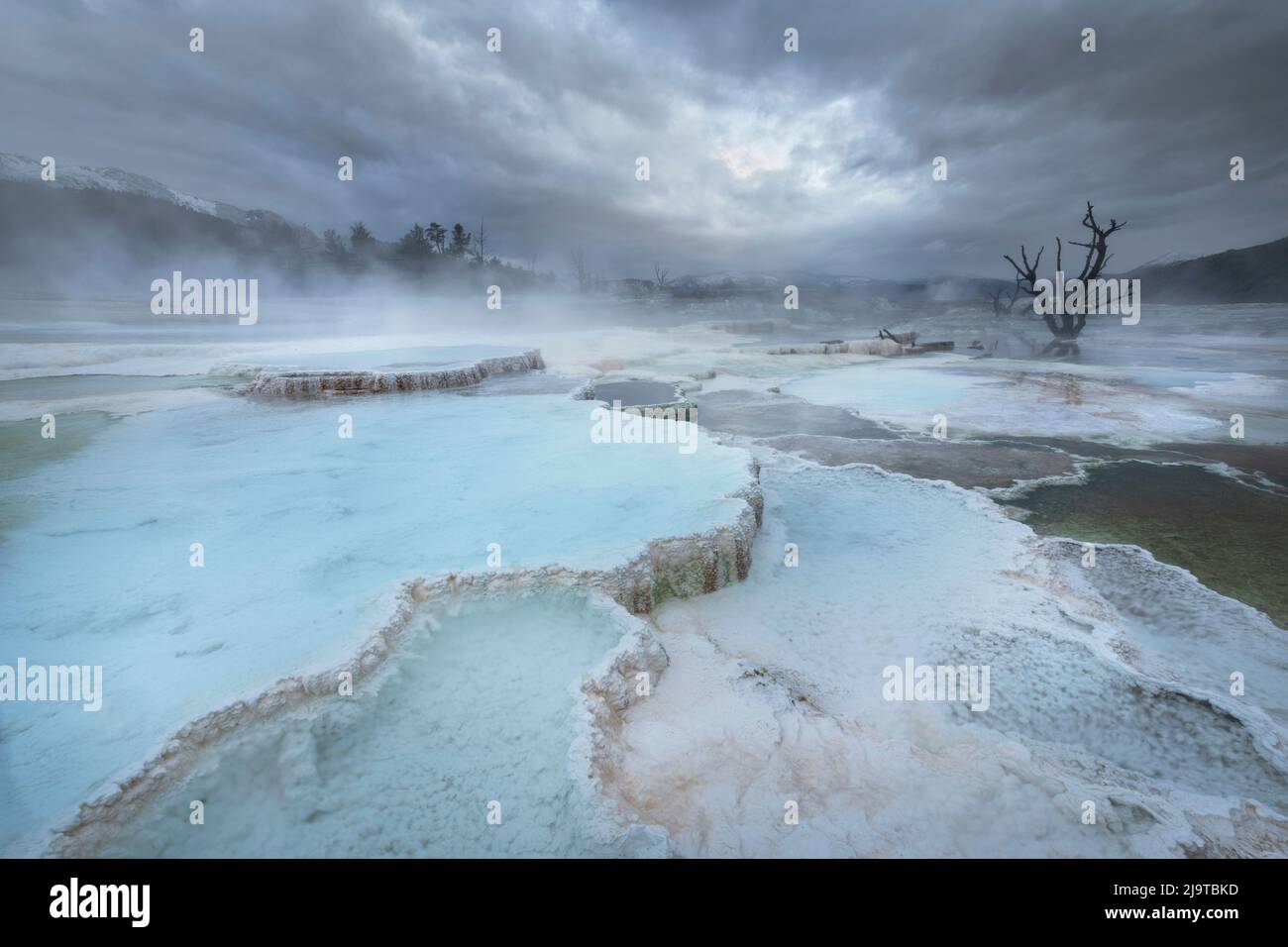 Dépôts de travertin colorés par des bactéries thermophiles, terrasses du haut Mammoth Hot Springs, parc national de Yellowstone. Banque D'Images