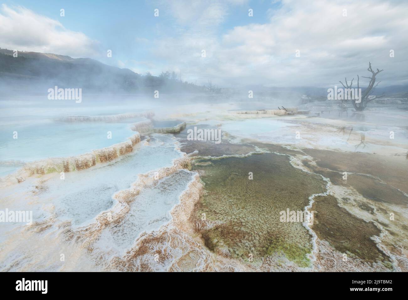 Dépôts de travertin colorés par des bactéries thermophiles, terrasses du haut Mammoth Hot Springs, parc national de Yellowstone. Banque D'Images