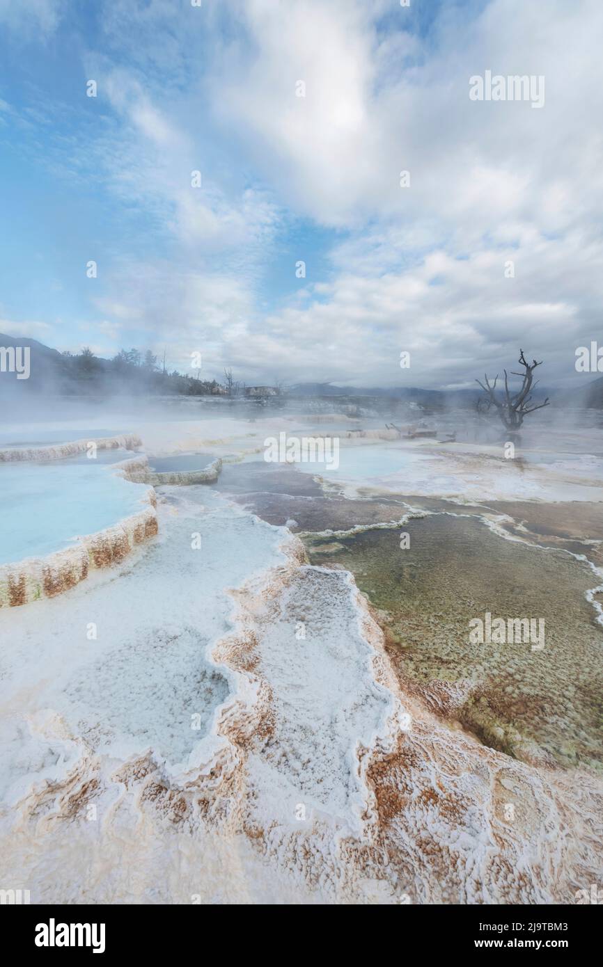 Dépôts de travertin colorés par des bactéries thermophiles, terrasses du haut Mammoth Hot Springs, parc national de Yellowstone. Banque D'Images