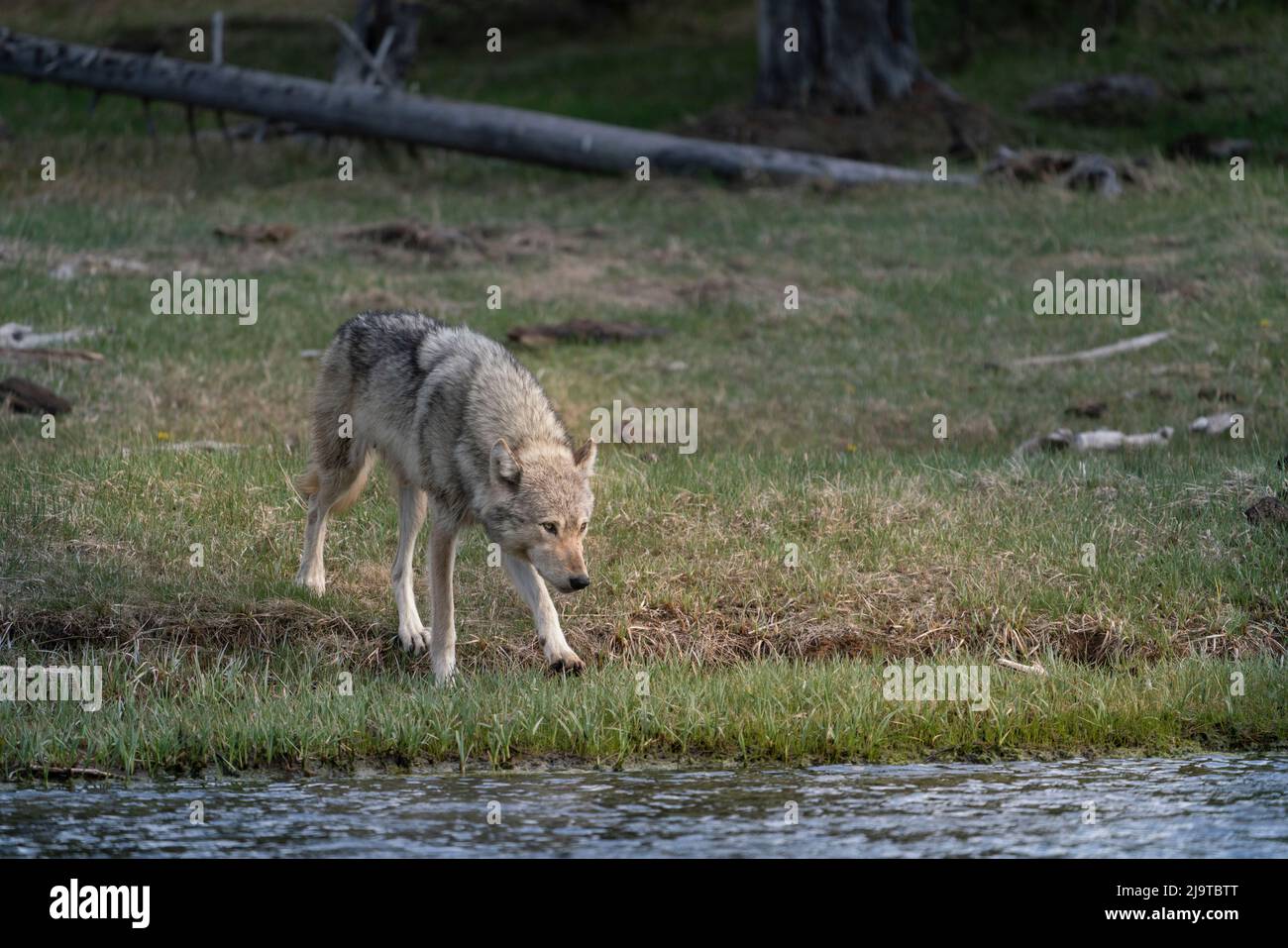 États-Unis, Wyoming, parc national de Yellowstone. La femelle grise commence à boire de la rivière Madison au coucher du soleil. Banque D'Images