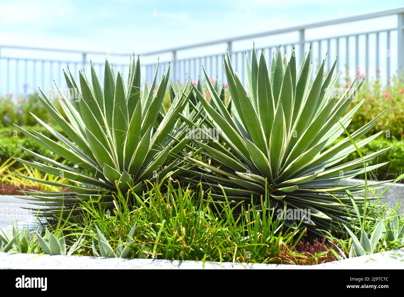 Plante d'Agave angustifolia (agave des Caraïbes) en croissance à Nha trang Vietnam Banque D'Images