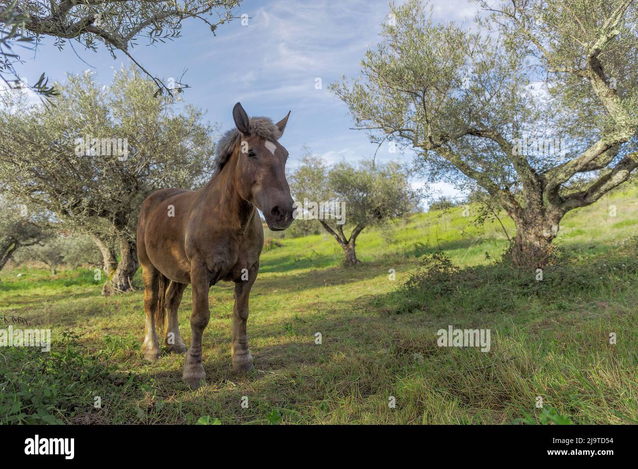 Cheval sauvage dans le champ avec la végétation. Banque D'Images