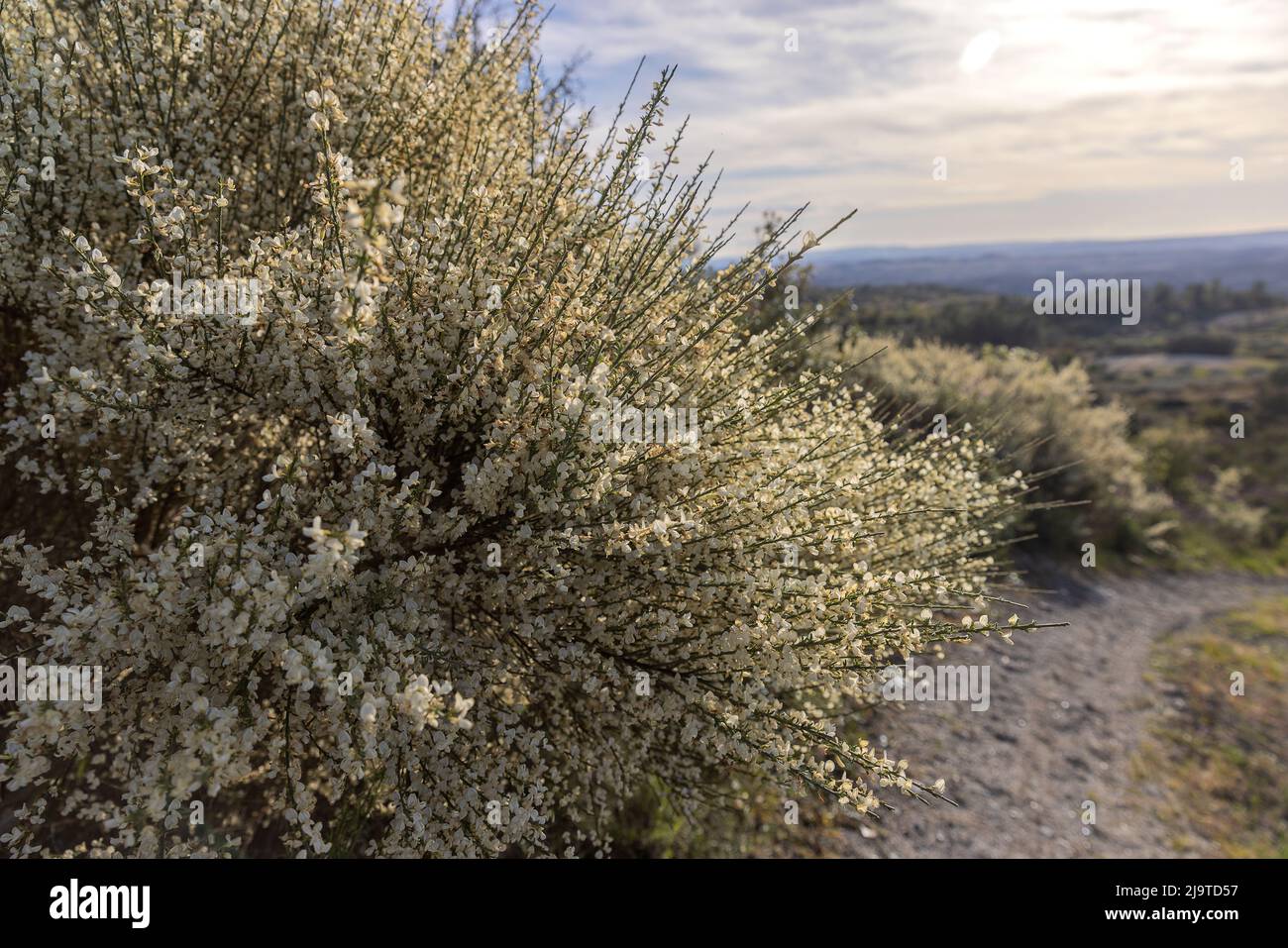 Plante faisant allusion au printemps et à l'été, connue sous le nom de gestas. Banque D'Images