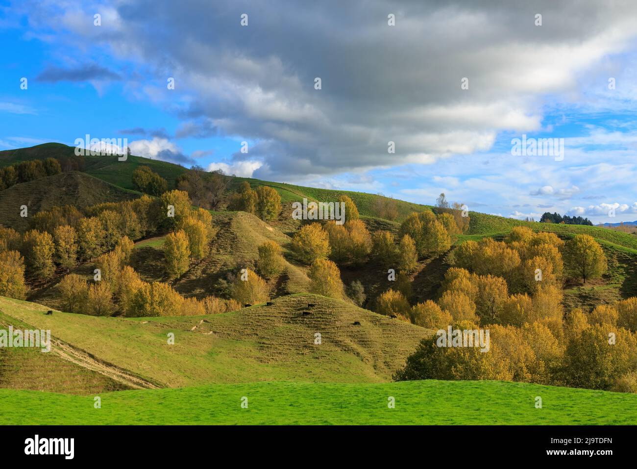 Arbres aux feuillages d'automne colorés qui poussent sur des terres agricoles verdoyantes à Waimarama, dans la région de Hawke's Bay, en Nouvelle-Zélande Banque D'Images