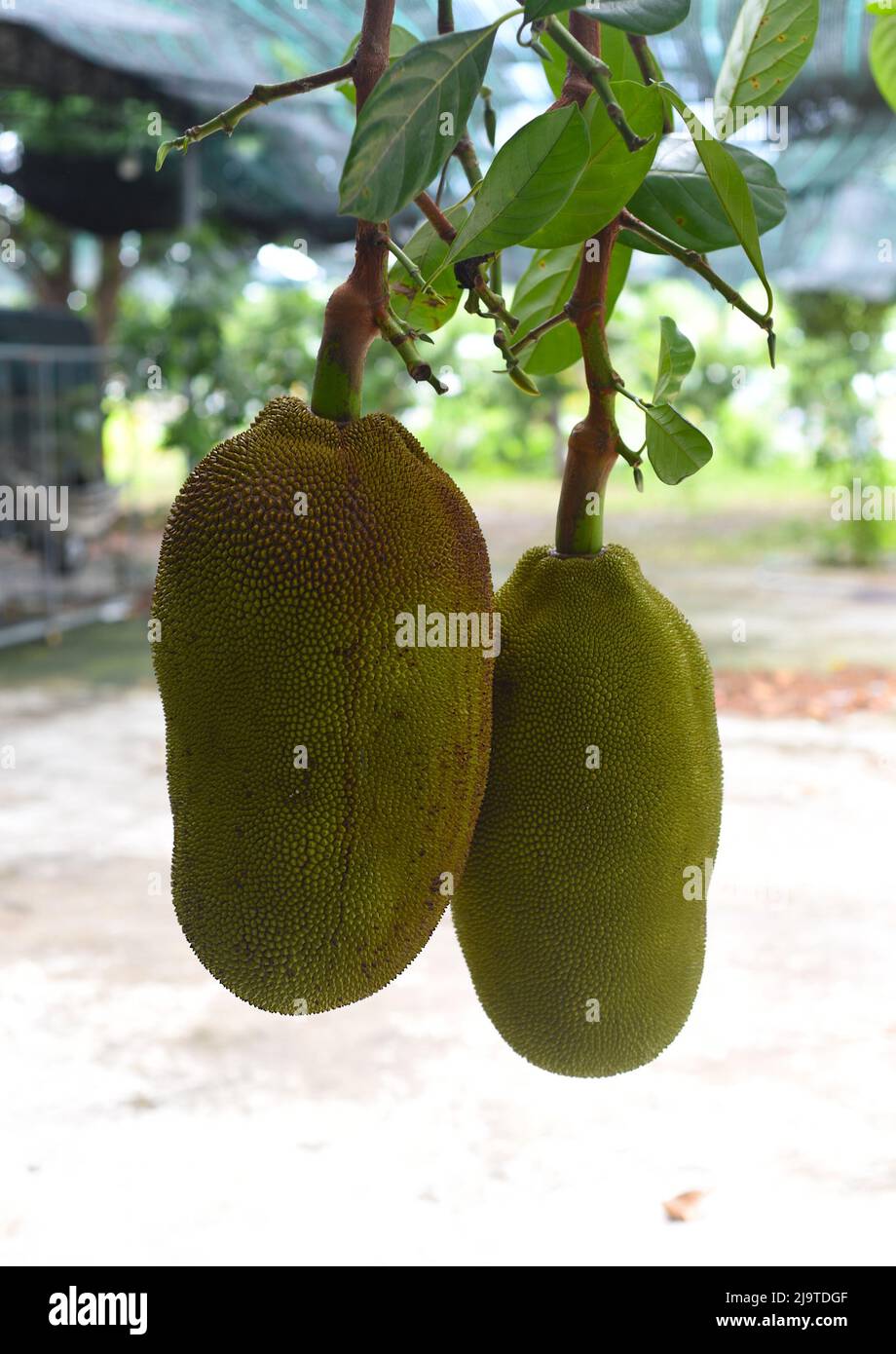 Jackfruit (Artocarpus heterophyllus), également connu sous le nom de Jack Tree Banque D'Images