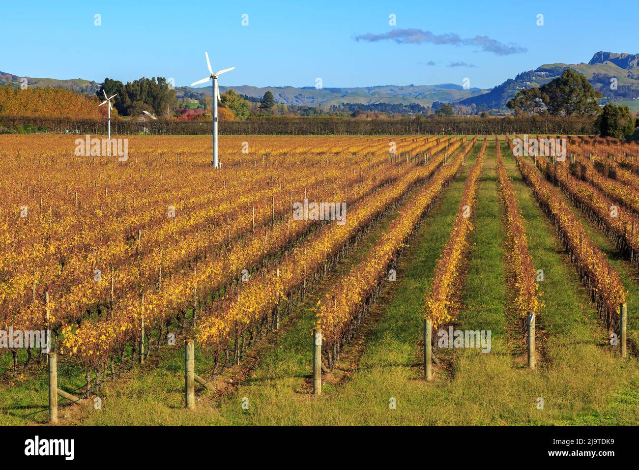 Des rangées de vignes sur un vignoble en automne, avec des machines à vent pour protéger les raisins du gel. Hawke's Bay, Nouvelle-Zélande Banque D'Images