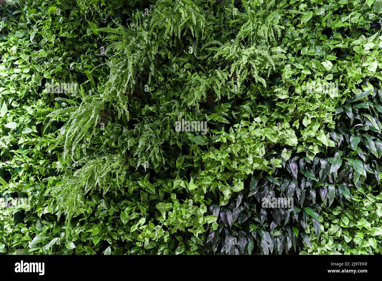 Fond vert de mur de plante. Texture de la feuille de Bush dans le jardin de la nature. Photo de haute qualité Banque D'Images