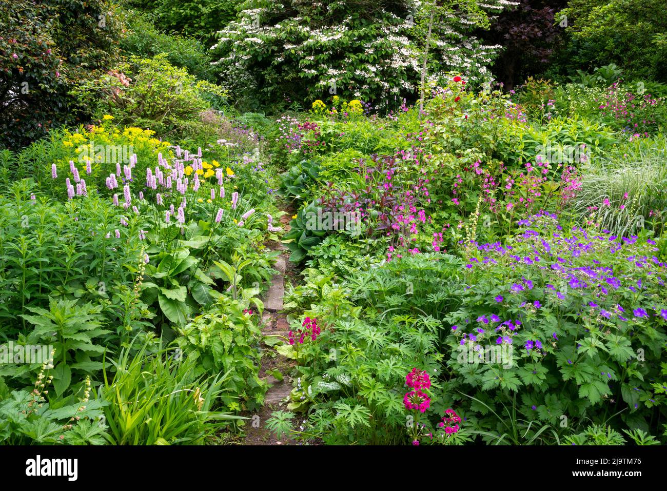 Un jardin de campagne anglais au début de l'été avec abondance d'arbustes et de vivaces plantés de manière informelle. Banque D'Images