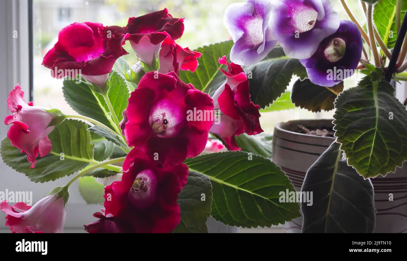 Plantes de gloxinia fraîches avec des fleurs aux teintes rouges, pourpres et vertes sur le rebord de la fenêtre Banque D'Images