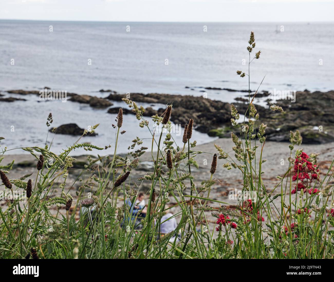 Herbes sauvages et flore sur le sommet de la falaise à Hannafore, West Looe Cornwall. Une plage et une mer douces forment la toile de fond. Banque D'Images