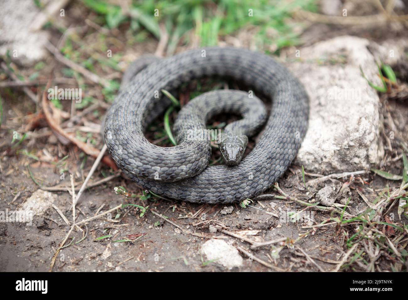 Serpent enroulé sur le sol . Peau de serpent non venimeuse Diamondback Water Banque D'Images