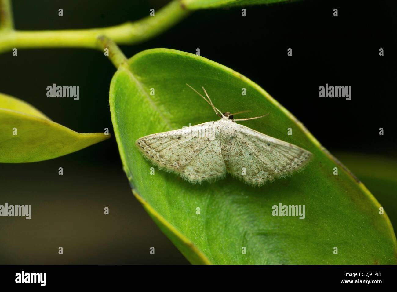 Black Looper, Hyposidra talaca, Satara, Maharashtra, Inde Banque D'Images
