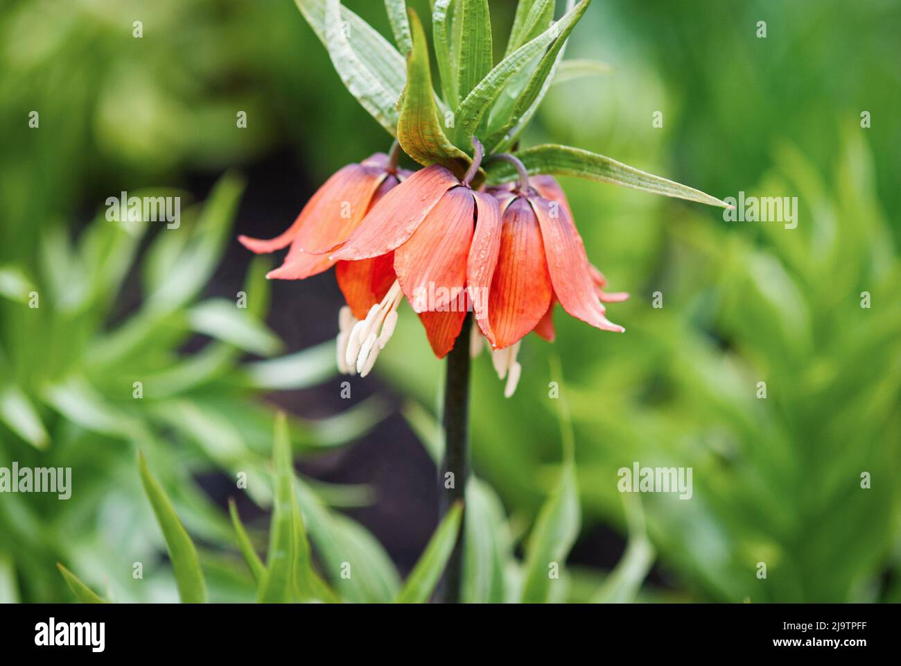 Fleur impériale de couronne, Fritilaria impérialis ou fleur de couronne de Kaiser dans le jardin de printemps Banque D'Images