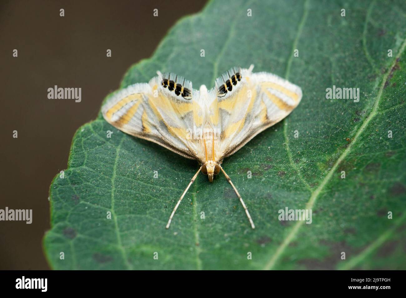 Moth , Helicoverpa armigera, Satara, Maharashtra, Inde Banque D'Images