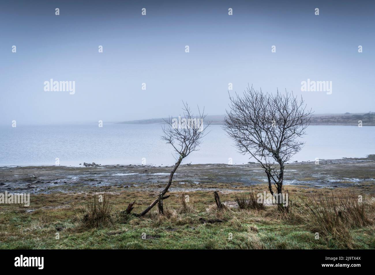 Des arbres en croissance sur la rive sauvage sombre du lac Colliford, sur la Moor Bodmin, dans les Cornouailles. Banque D'Images