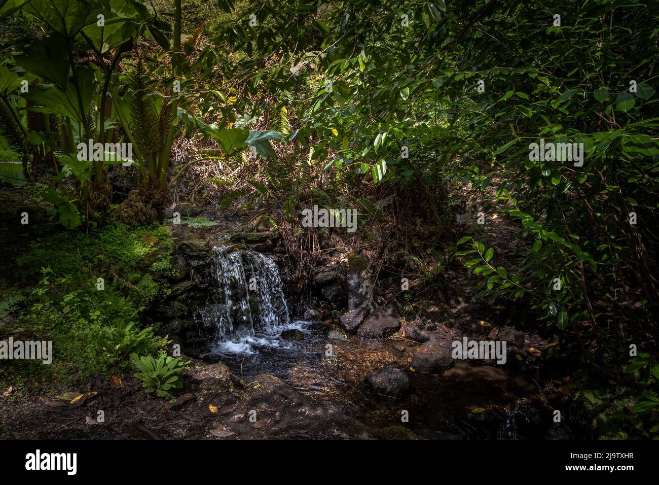 Eau en cascade dans le jardin sauvage subtropical Penjjick à Cornwall. Penjerrick Garden est reconnu comme le véritable jardin de la jungle de Cornmurals en Angleterre Banque D'Images