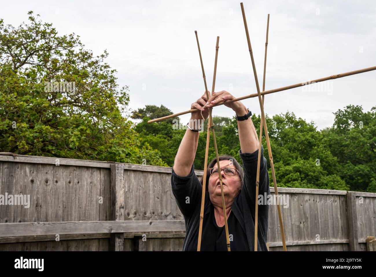 Femme qui noue des bâtons de haricots dans son jardin potager. Banque D'Images