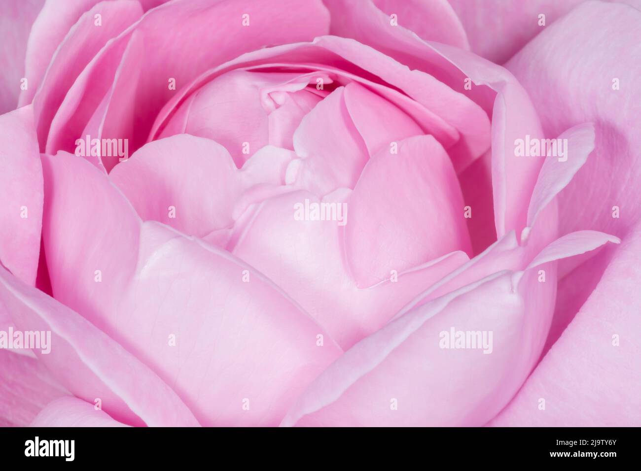 gros plan de fleur rose violette Banque D'Images