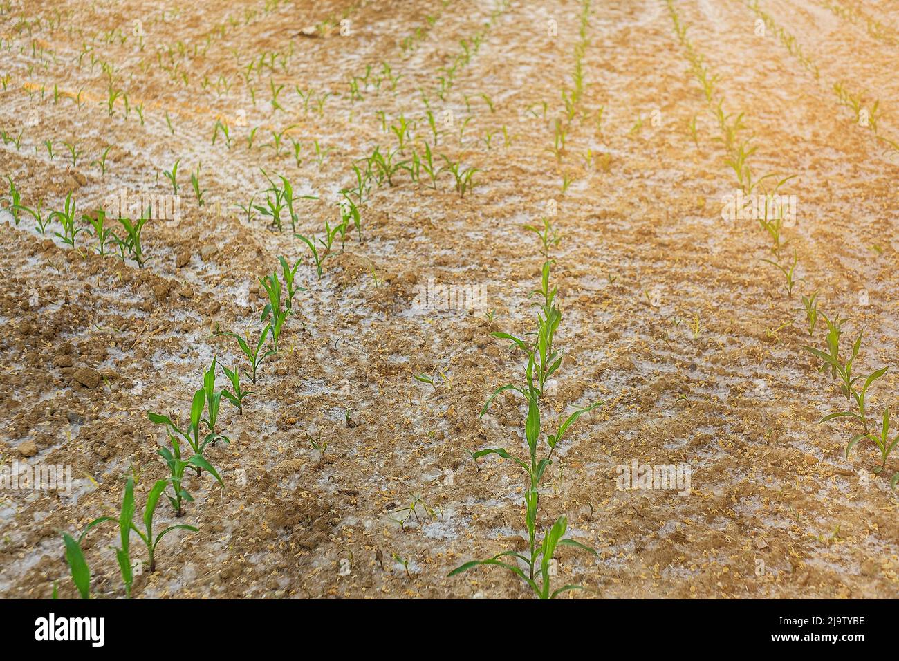 Les jeunes de plus en plus de maïs vert sur le terrain. Les jeunes plants de maïs. Banque D'Images