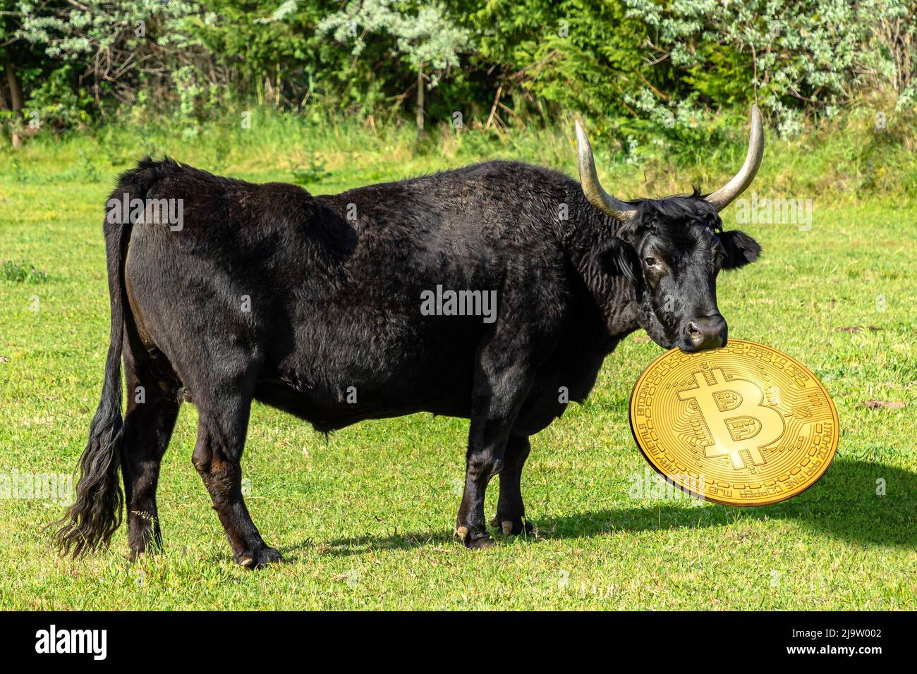 Concept du scénario haussier sur le prix du Bitcoin. Bull tenant une pièce de monnaie dorée de Bitcoin. Concept d'attaque à l'écosystème et à la réglementation des crypto-monnaies Banque D'Images