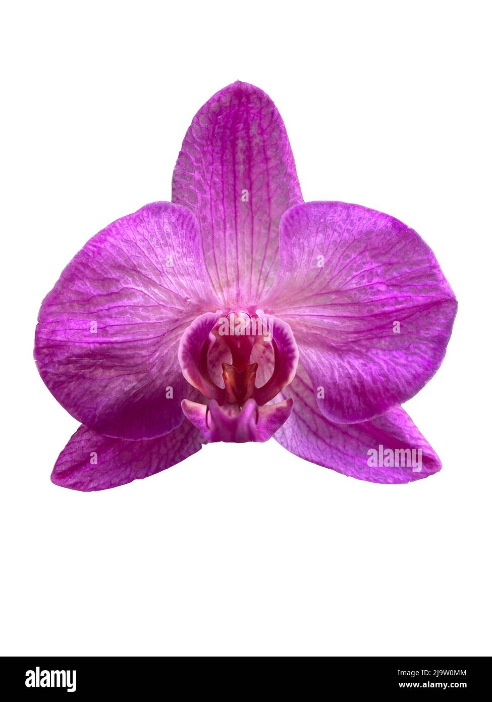 Une fleur isolée. Belle carte. Banque D'Images