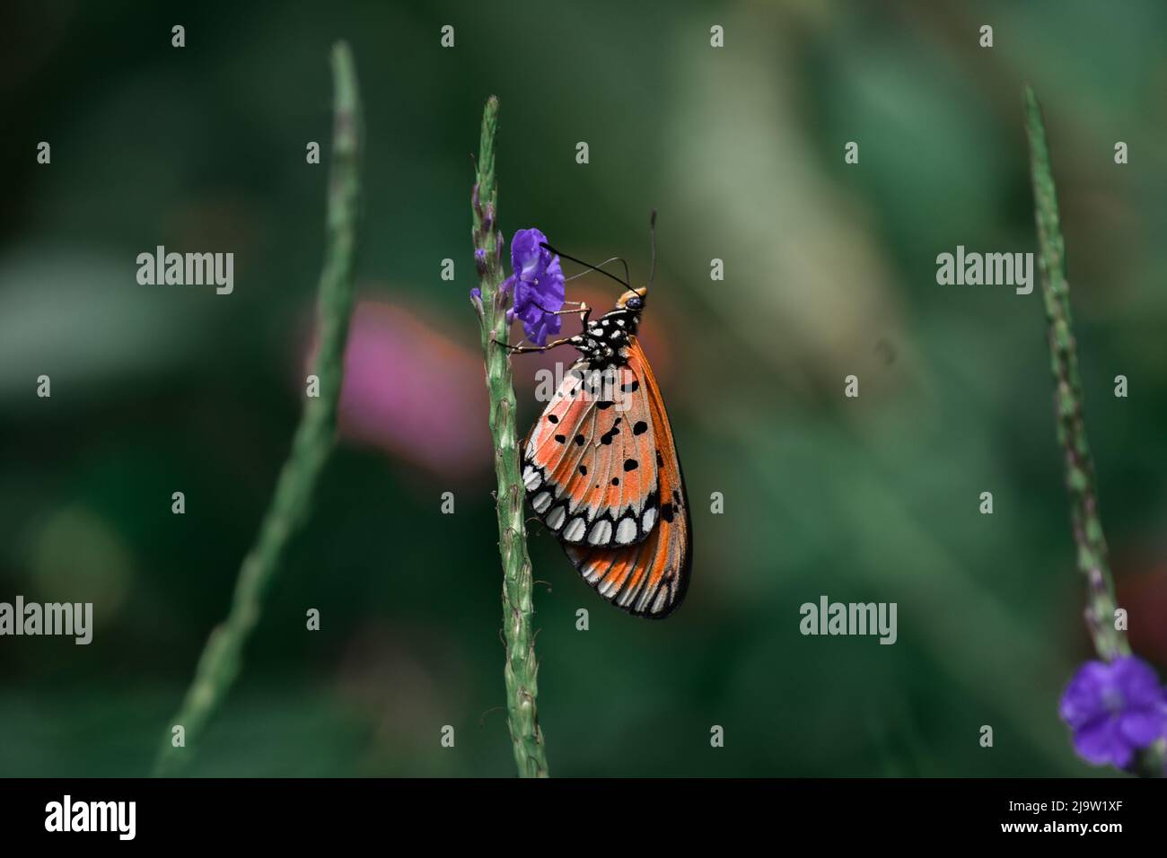 Papillon coloré sur fleur Banque D'Images