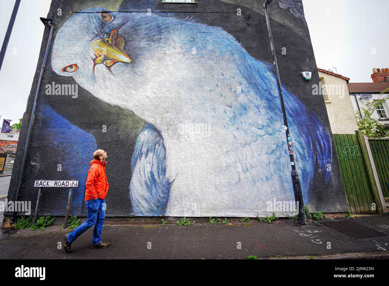 Un graffiti d'un mouette regarde un passant dans une rue de Bedminster, Bristol, dans le cadre du festival Upfest, le plus grand festival d'art de la rue et de graffitis d'Europe. Date de la photo: Mercredi 25 mai 2022. Banque D'Images