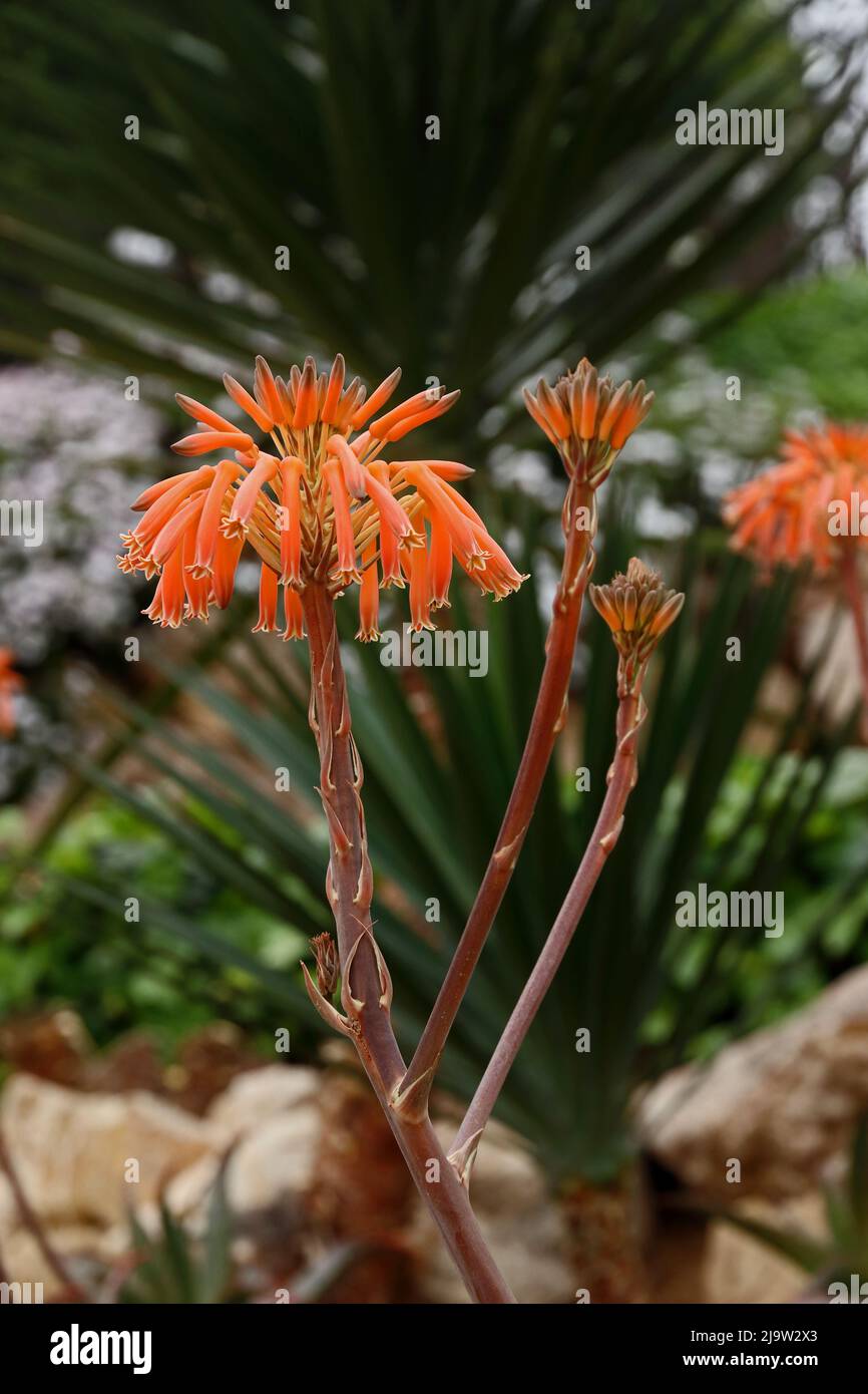 Plante d'aloès de corail en fleur Banque D'Images