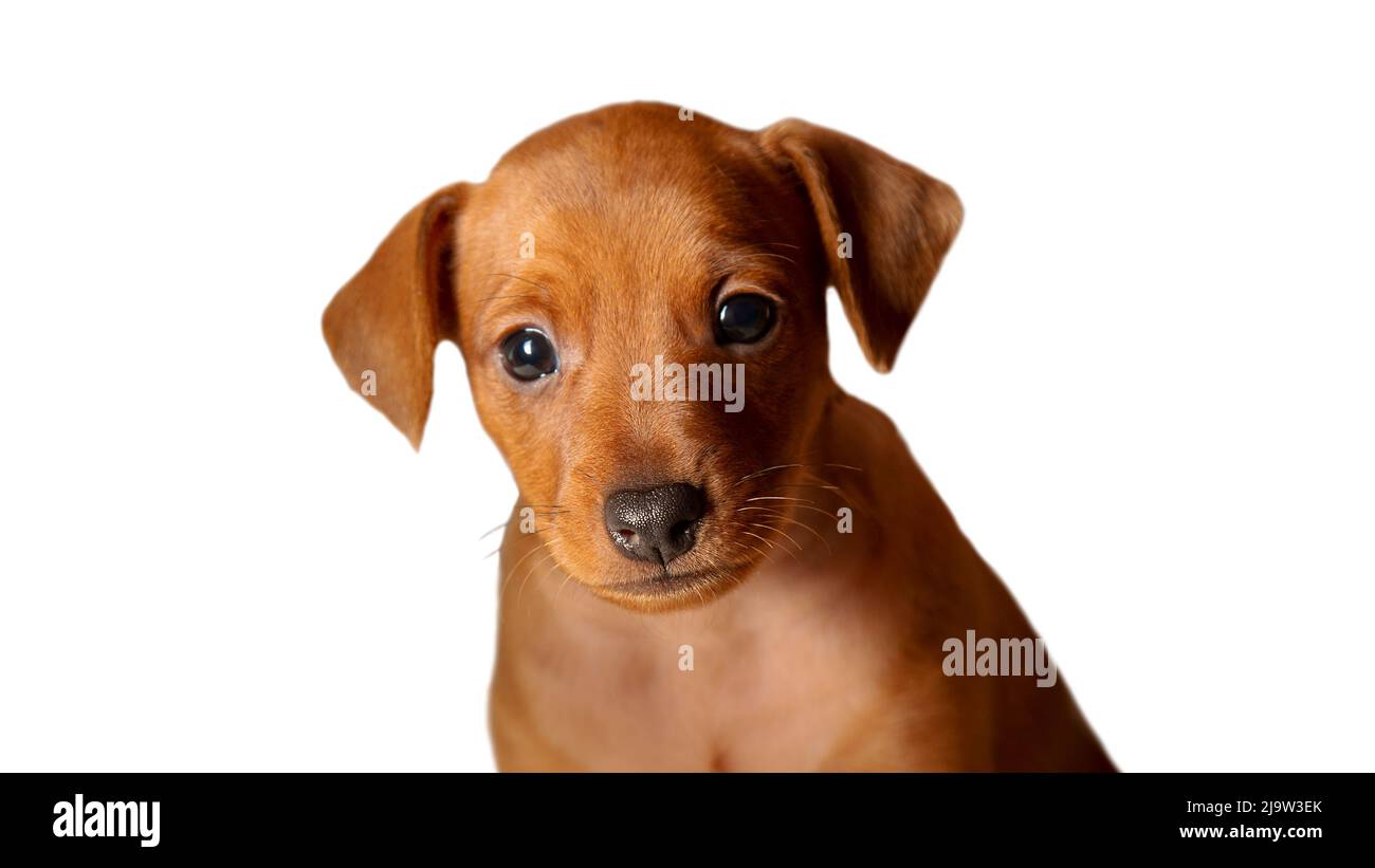 Portrait d'un chiot sur fond blanc. Museau, yeux, oreilles pendantes d'un petit chien. Isoler. Mini-broche. Un animal de compagnie pur-sang. Banque D'Images