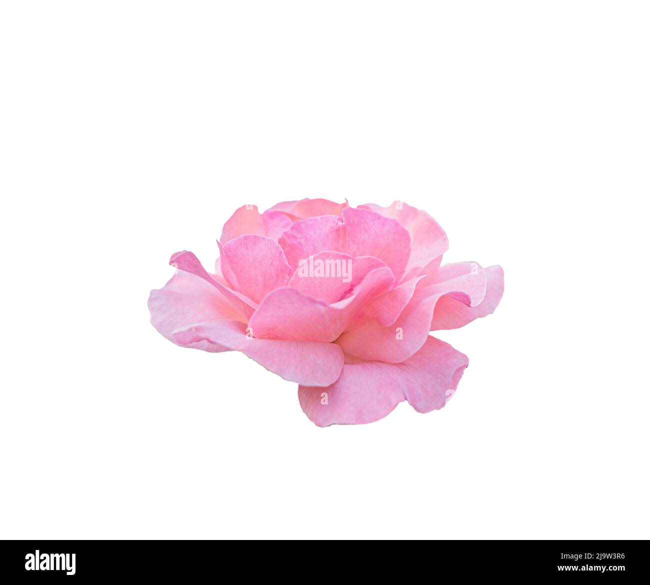 belle fleur rose ouverte isolée sur fond blanc Banque D'Images