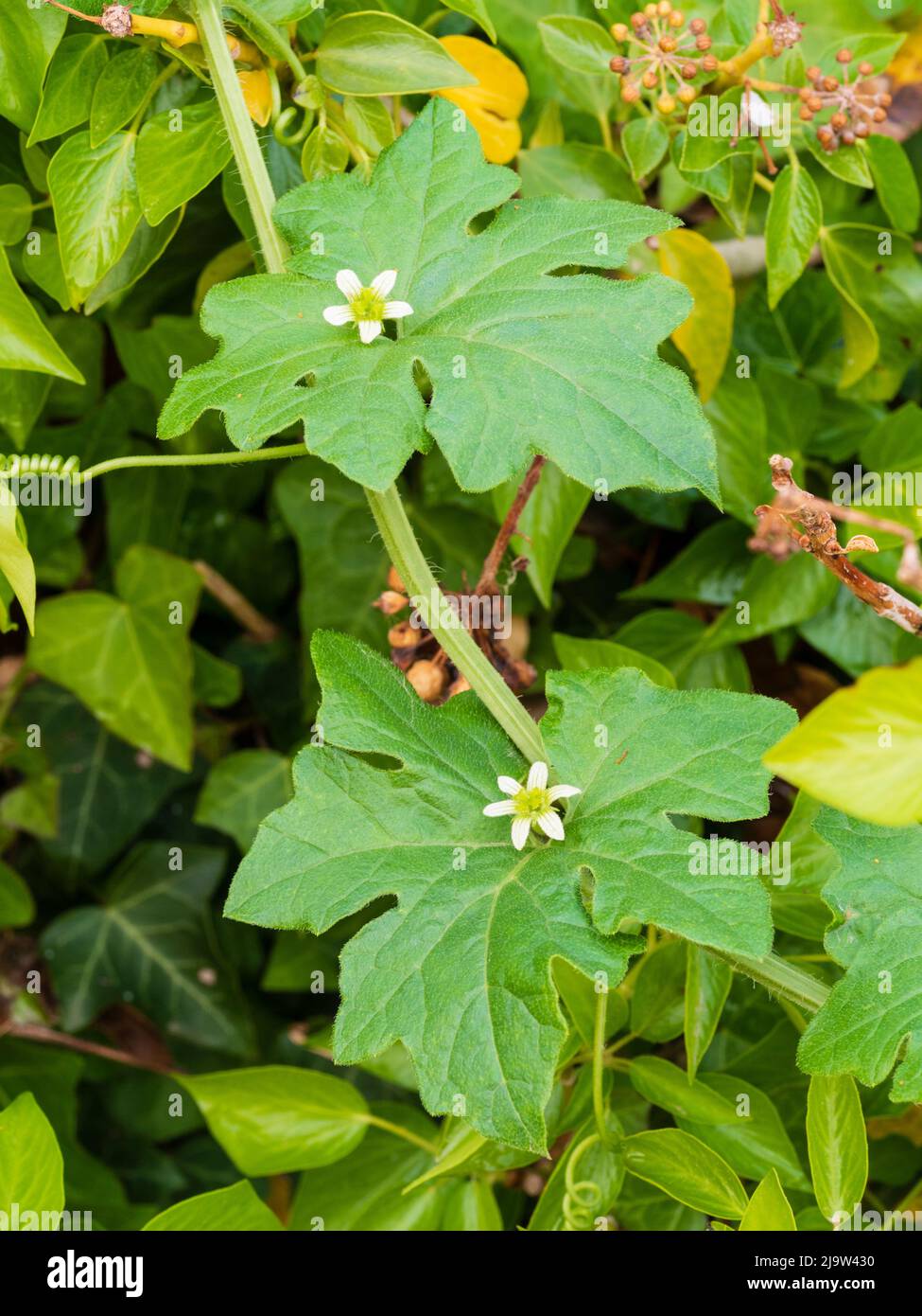 Fleurs de printemps de la brayonie blanche du tendril robuste, Bryonia dioica, une fleur sauvage du Royaume-Uni Banque D'Images