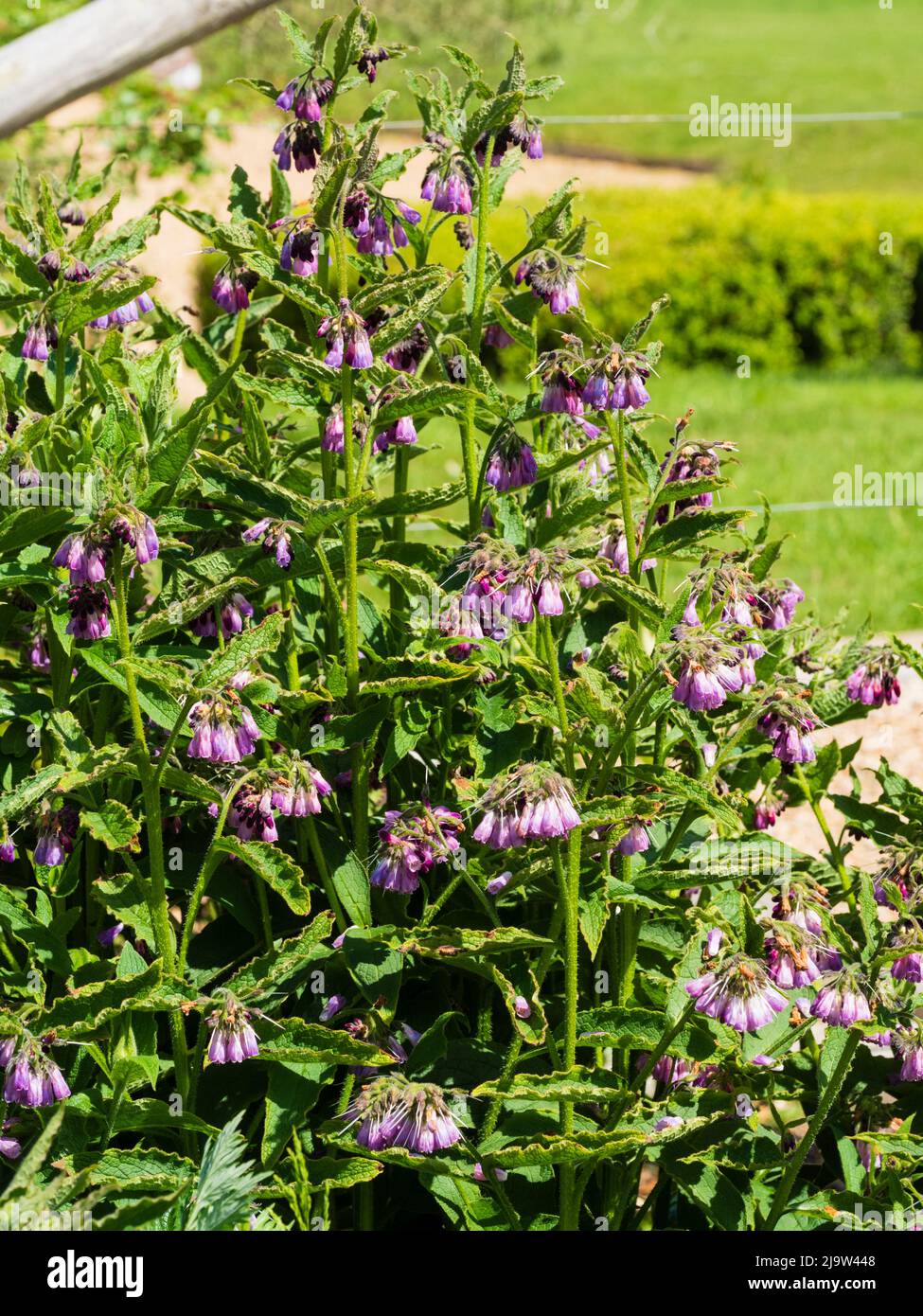 Fleurs et feuillage de la commune de l'herbe florale du début de l'été, Symphytum officinale Banque D'Images