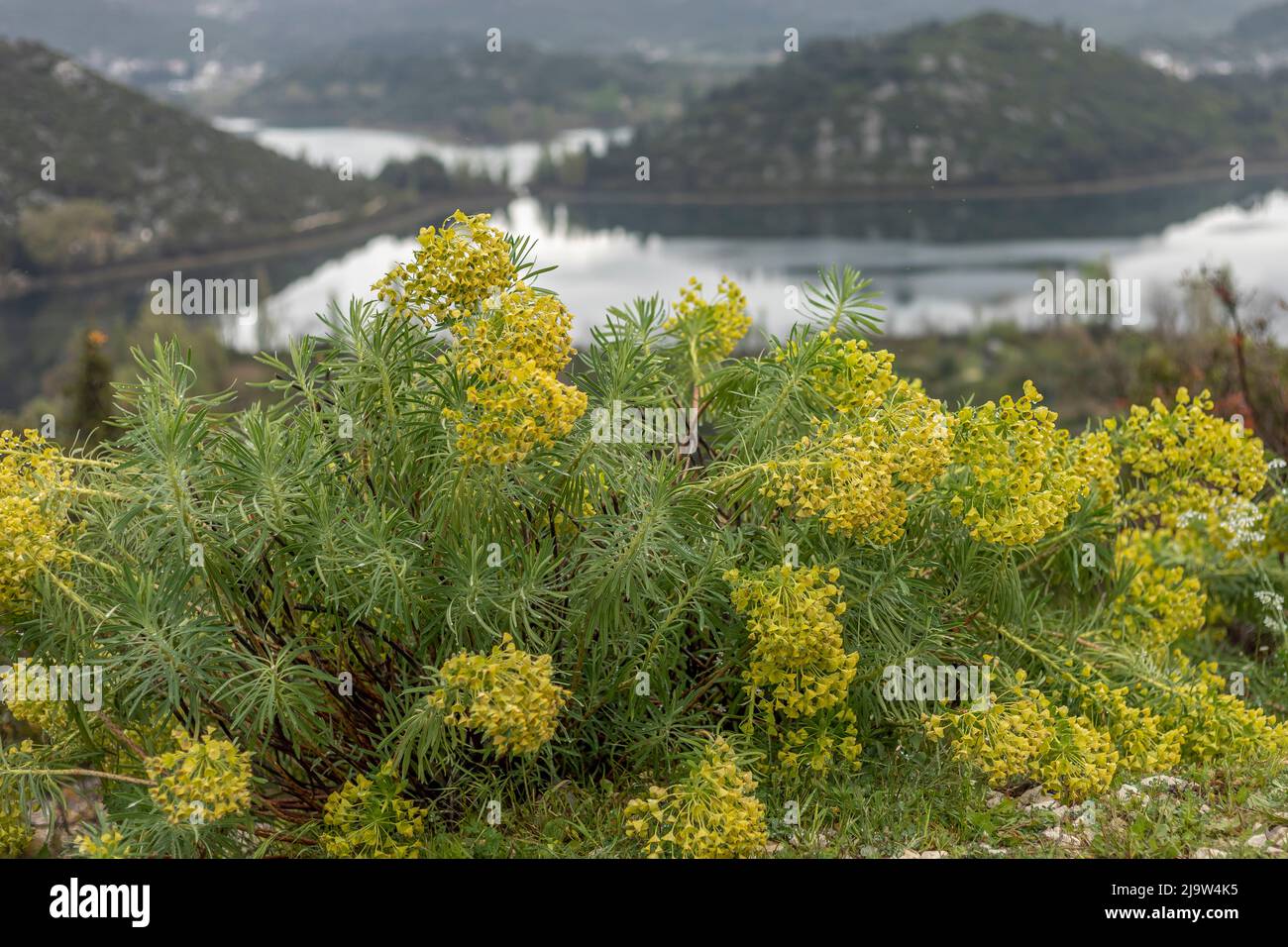 Fleurs en trompette jaune vif sur fond flou de lacs en Croatie Banque D'Images