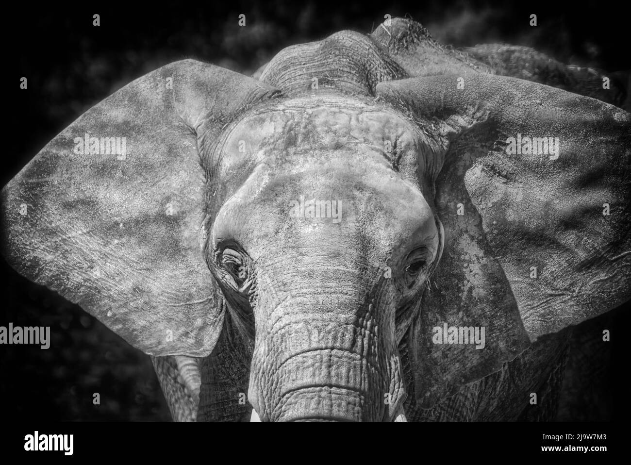 L'éléphant d'Afrique Banque D'Images