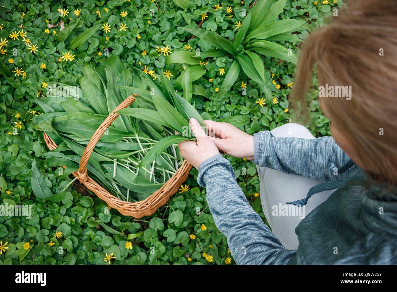 Récolte de plantes. Femme cueillant de l'ail sauvage (allium ursinum) en forêt. La récolte de Ramson laisse l'herbe dans le panier en osier Banque D'Images