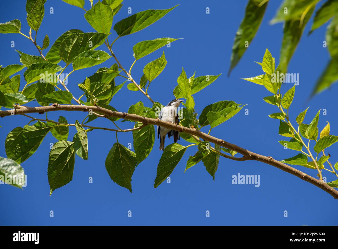 Goiania, Goiás, Brésil – 24 mai 2022 : Petit oiseau avec une aile meurtristée, perché sur une branche de mûrier, avec un ciel bleu en arrière-plan. Nemosia pileata Banque D'Images