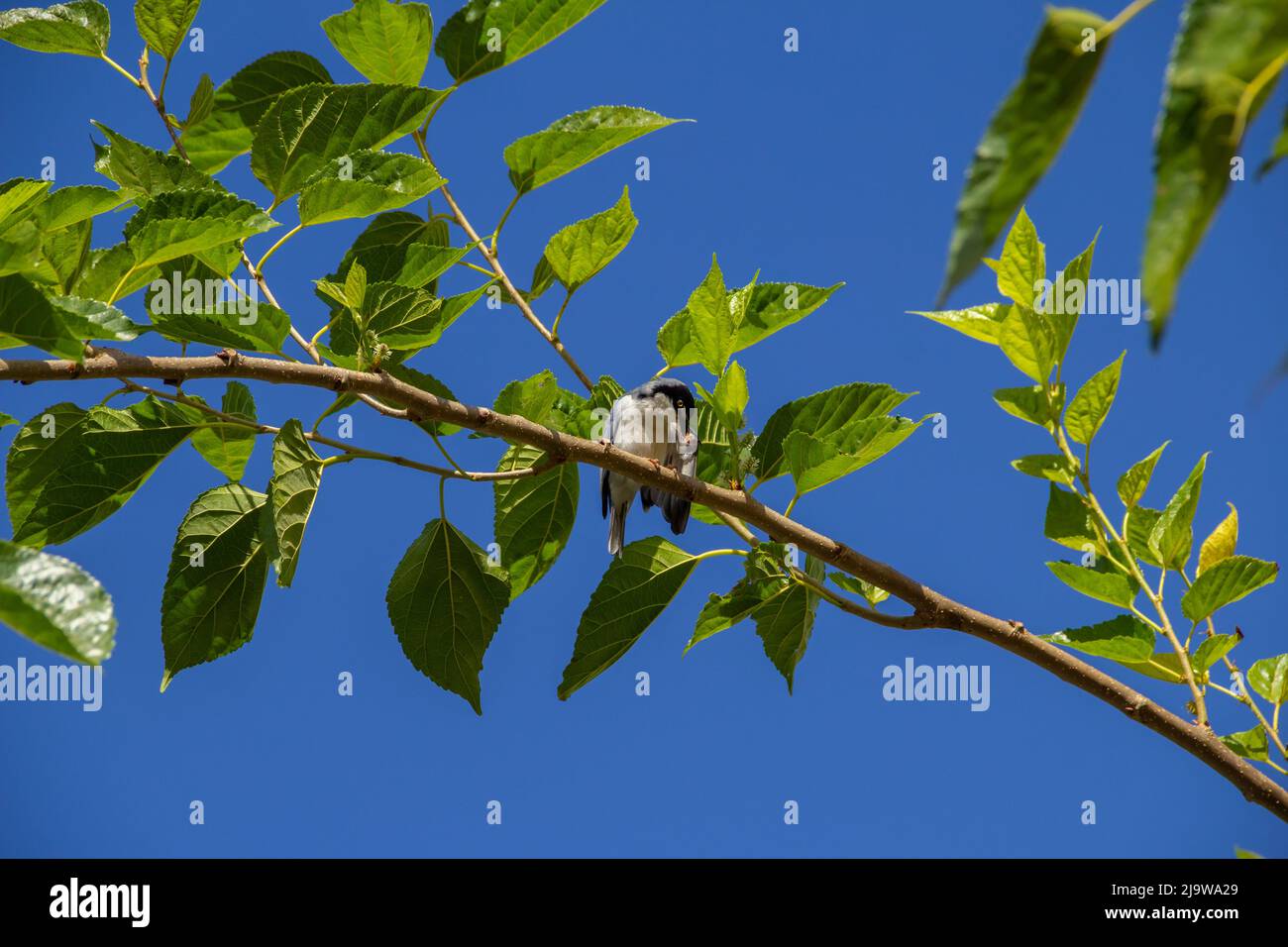 Goiania, Goiás, Brésil – 24 mai 2022 : Petit oiseau avec une aile meurtristée, perché sur une branche de mûrier, avec un ciel bleu en arrière-plan. Nemosia pileata Banque D'Images
