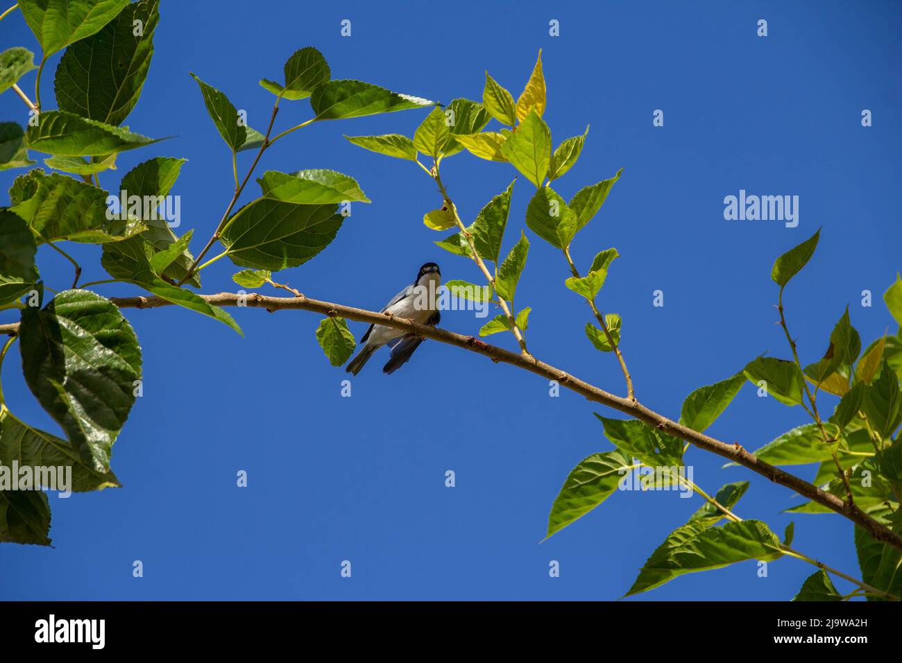 Goiania, Goiás, Brésil – 24 mai 2022 : Petit oiseau avec une aile meurtristée, perché sur une branche de mûrier, avec un ciel bleu en arrière-plan. Nemosia pileata Banque D'Images