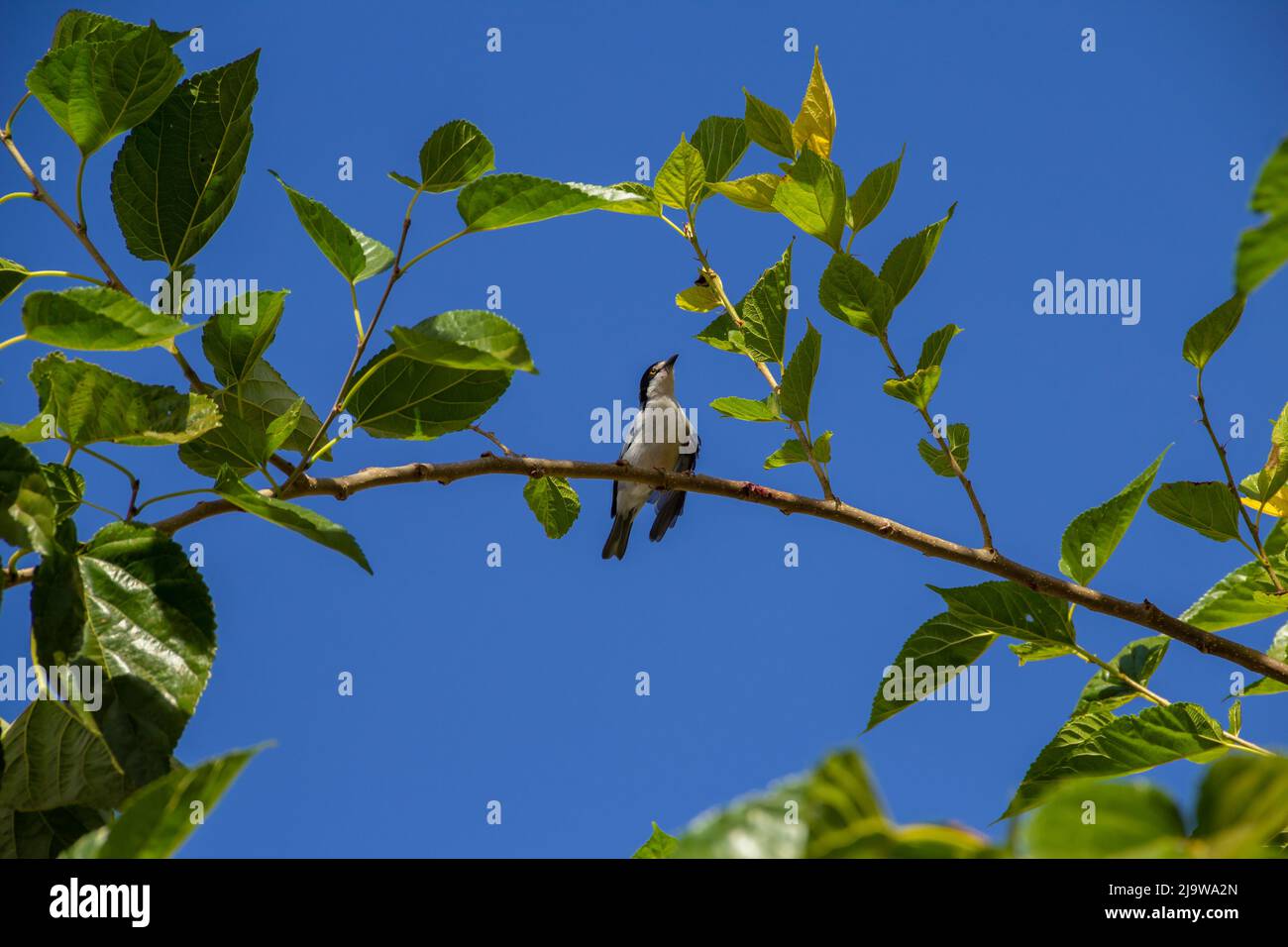 Goiania, Goiás, Brésil – 24 mai 2022 : Petit oiseau avec une aile meurtristée, perché sur une branche de mûrier, avec un ciel bleu en arrière-plan. Nemosia pileata Banque D'Images