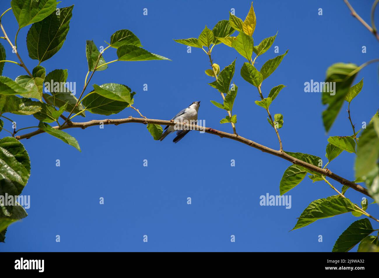 Goiania, Goiás, Brésil – 24 mai 2022 : Petit oiseau avec une aile meurtristée, perché sur une branche de mûrier, avec un ciel bleu en arrière-plan. Nemosia pileata Banque D'Images