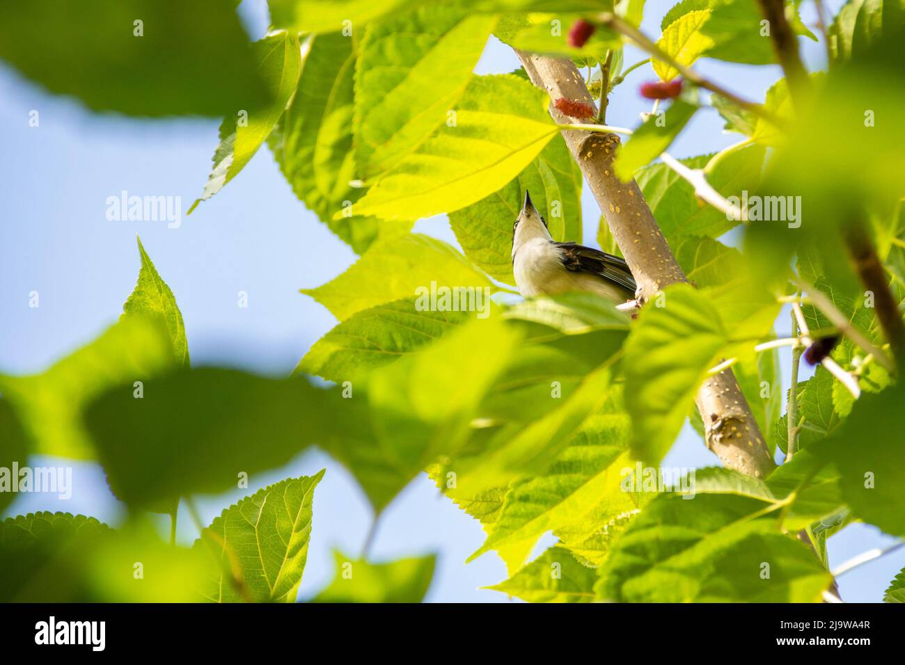 Goiania, Goiás, Brésil – 24 mai 2022 : Petit oiseau avec une aile meurtristée, perché sur une branche de mûrier, avec un ciel bleu en arrière-plan. Nemosia pileata Banque D'Images