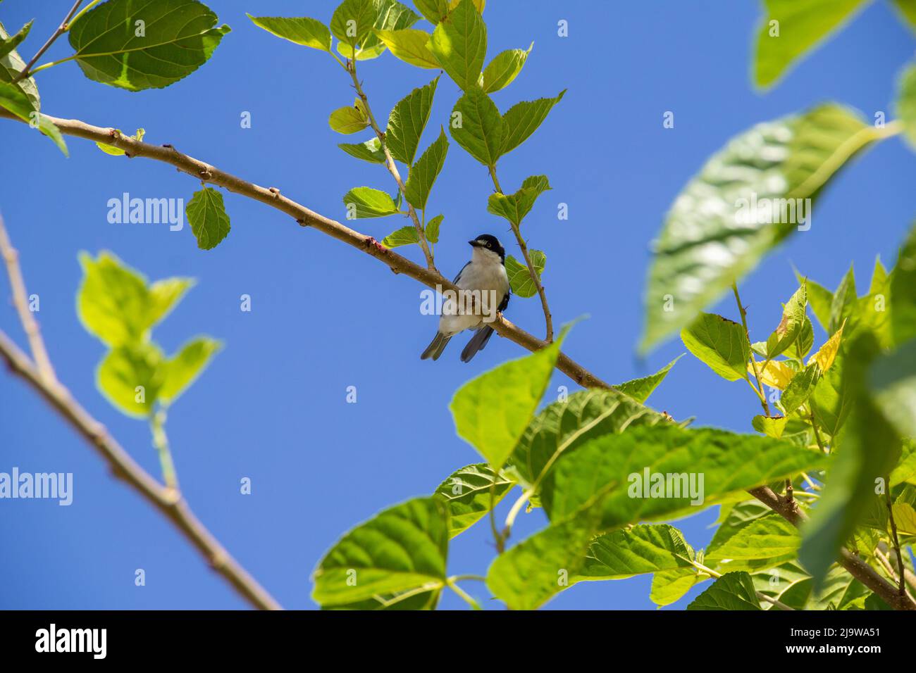 Goiania, Goiás, Brésil – 24 mai 2022 : Petit oiseau avec une aile meurtristée, perché sur une branche de mûrier, avec un ciel bleu en arrière-plan. Nemosia pileata Banque D'Images