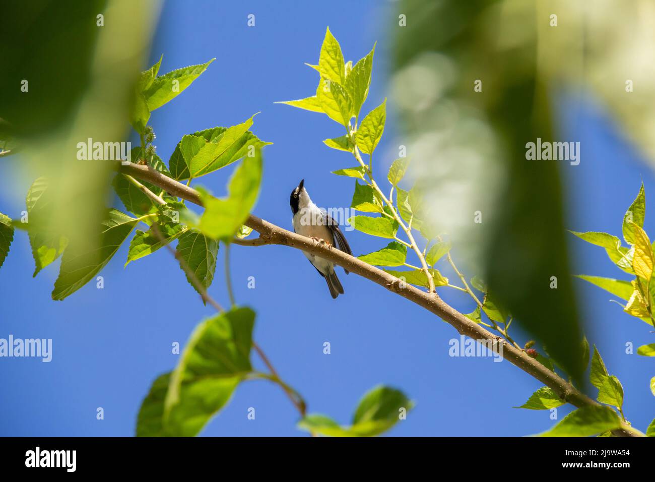 Goiania, Goiás, Brésil – 24 mai 2022 : Petit oiseau avec une aile meurtristée, perché sur une branche de mûrier, avec un ciel bleu en arrière-plan. Nemosia pileata Banque D'Images