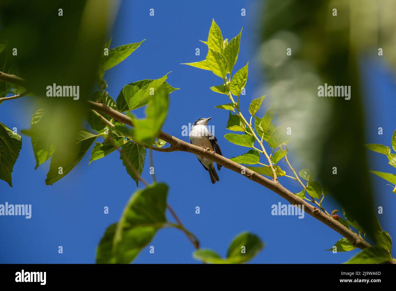 Goiania, Goiás, Brésil – 24 mai 2022 : Petit oiseau avec une aile meurtristée, perché sur une branche de mûrier, avec un ciel bleu en arrière-plan. Nemosia pileata Banque D'Images