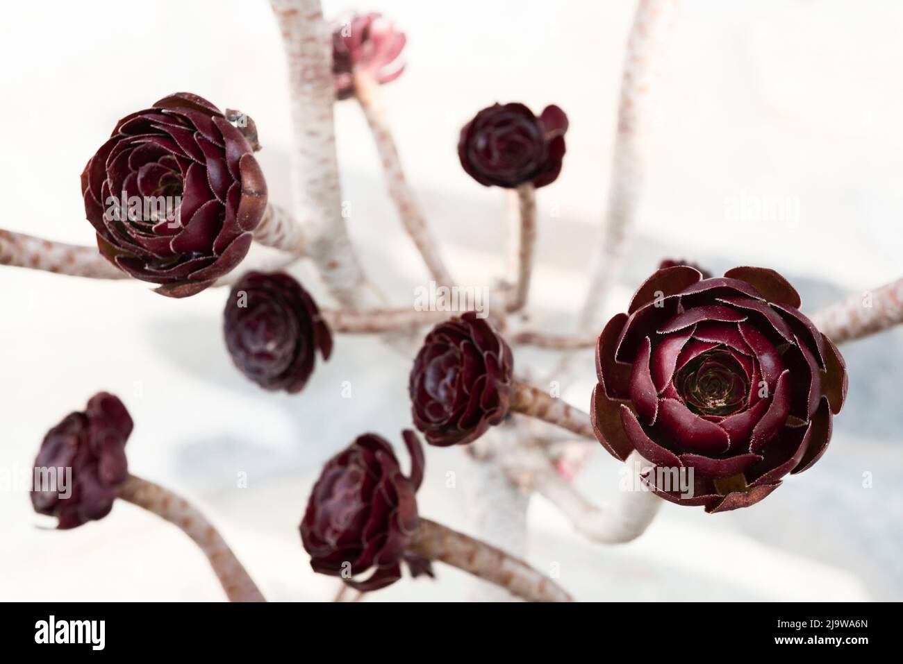 Arbre houseleek ou Aeonium Black Rose Banque D'Images